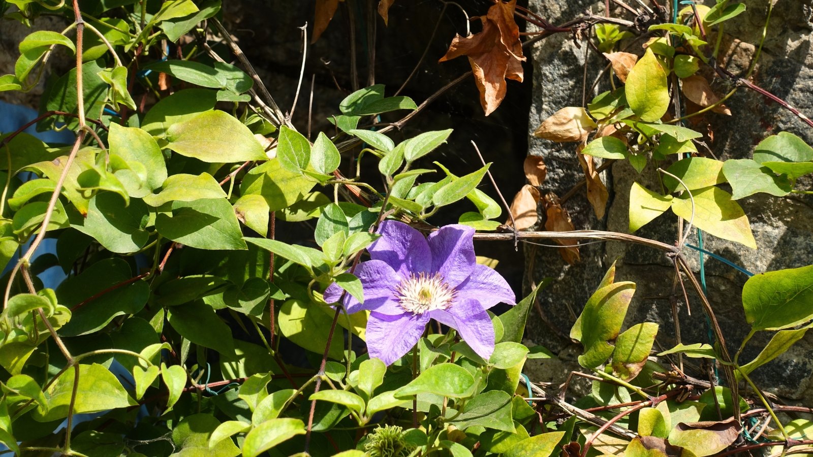 A soft purple clematis flower with layered petals and a pale yellow center blooms among slightly wilting, drying leaves and stems.