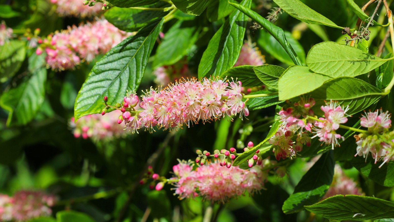 Spikes of small, fluffy pink flowers with prominent stamens emerge from glossy green leaves.