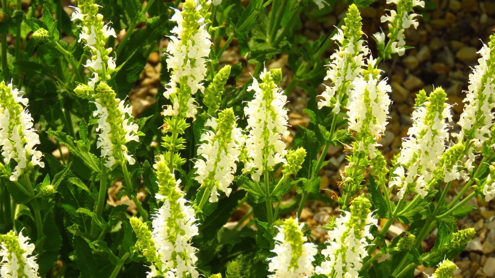 Tall, upright spikes of small, fuzzy white flowers with light green bases rise from green foliage.