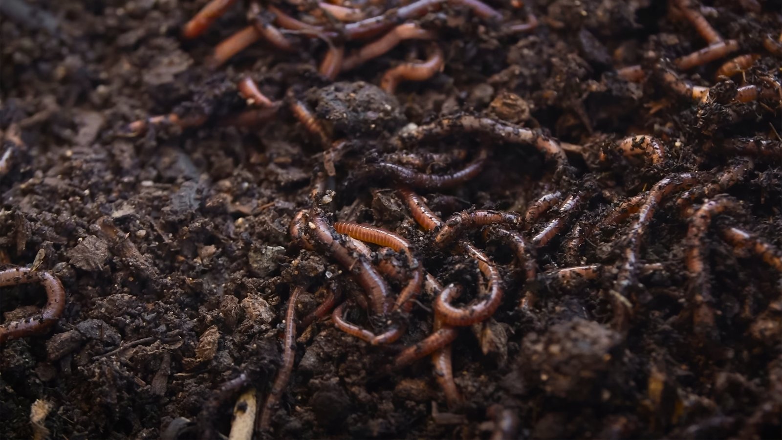 A cluster of pink-brown earthworms crawling through black loose soil, close-up.