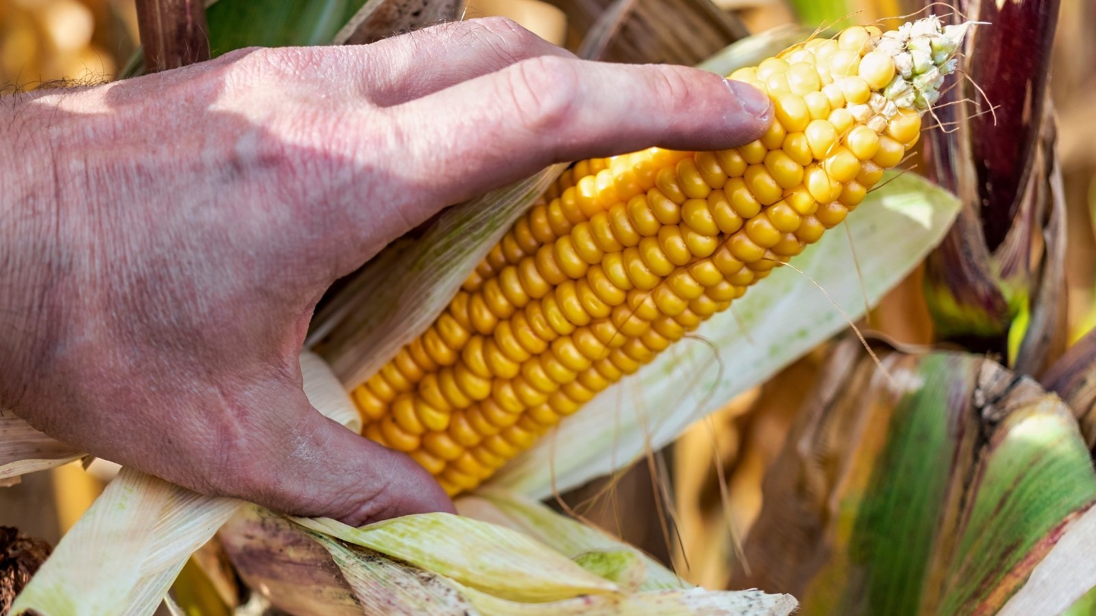 Close-up of a man's hand checking the juiciness of corn cobs.