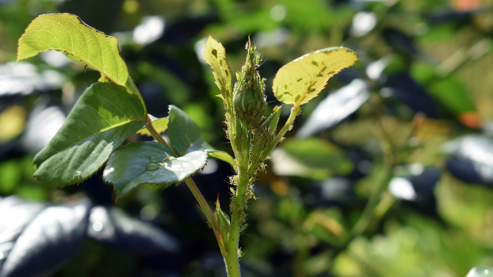Colonies of tiny green aphids cluster along the stem of a rose plant with jagged green leaves and a small green bud in bright sunlight.