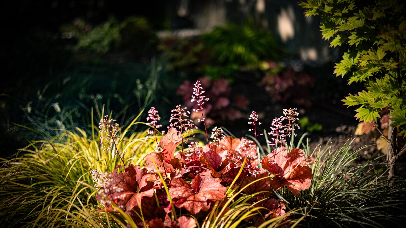 Clusters of tiny pinkish-white bell-shaped flowers emerge on slender stalks above a mound of reddish-bronze, deeply lobed leaves, flanked by delicate, grass-like foliage.