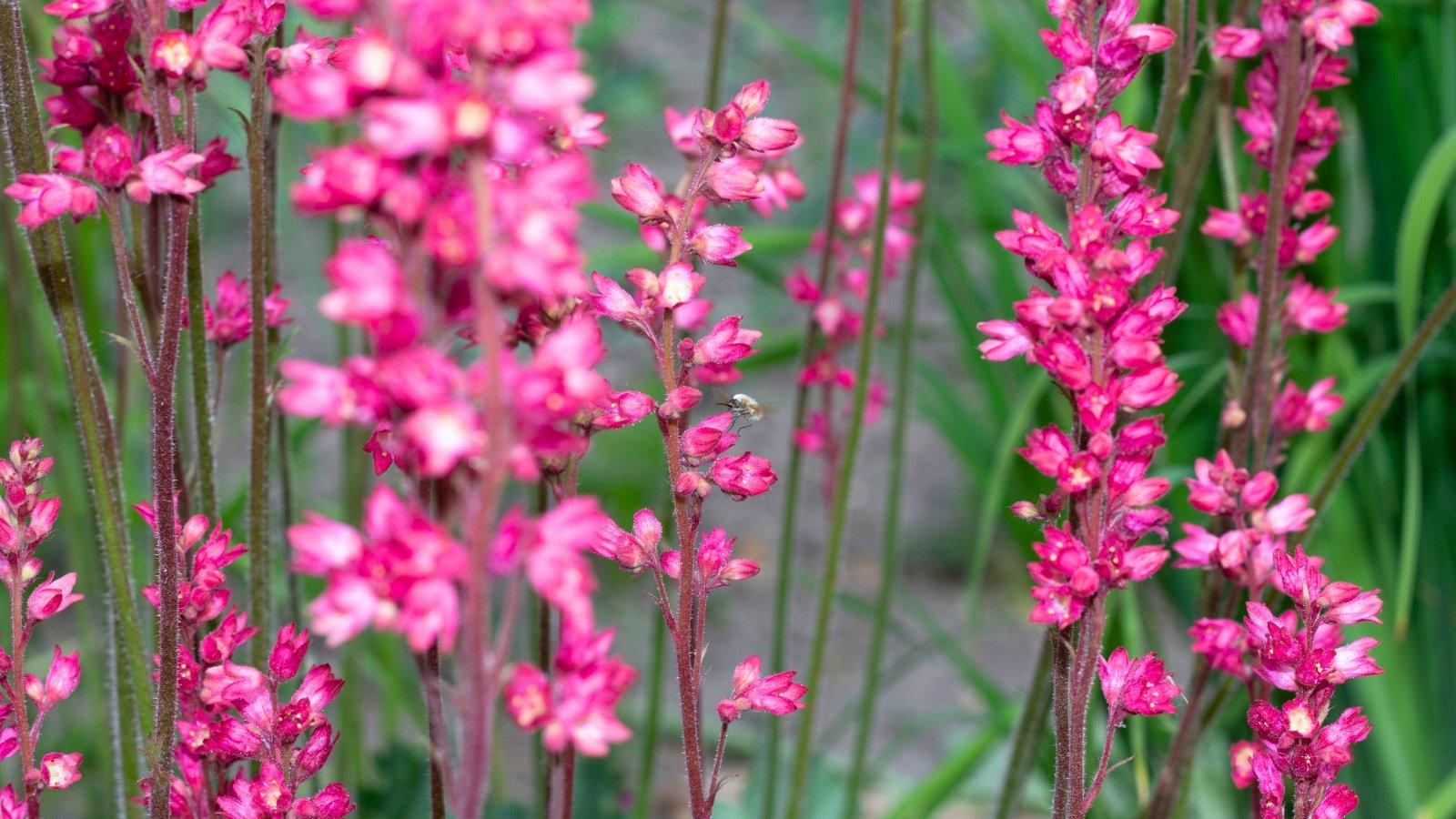 Close-up of numerous small, fuchsia-pink bell-shaped flowers clustered on slender, dark stems against a blurred green background.