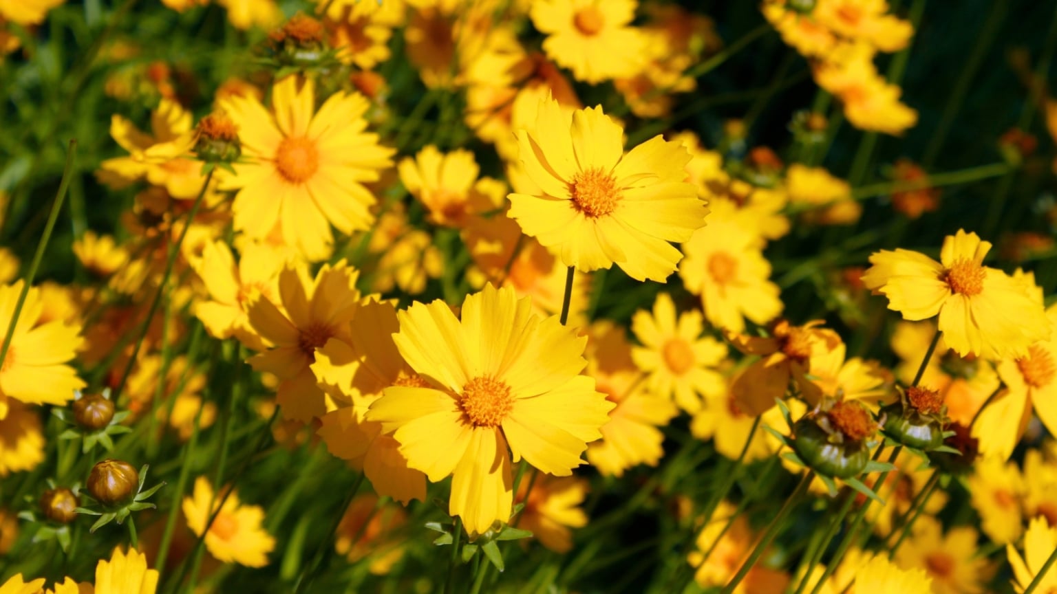 7 Flower Seeds to Start in March for Overflowing Garden Borders