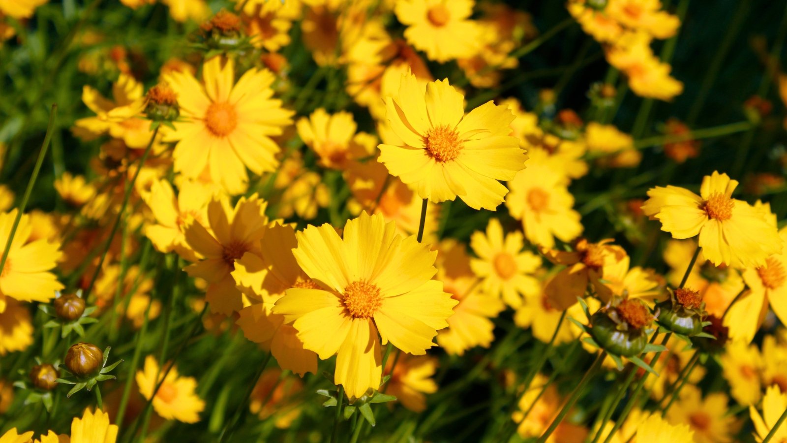 A field of bright yellow flowers, each with numerous petals radiating from a darker yellow center, are in full bloom under sunlight.