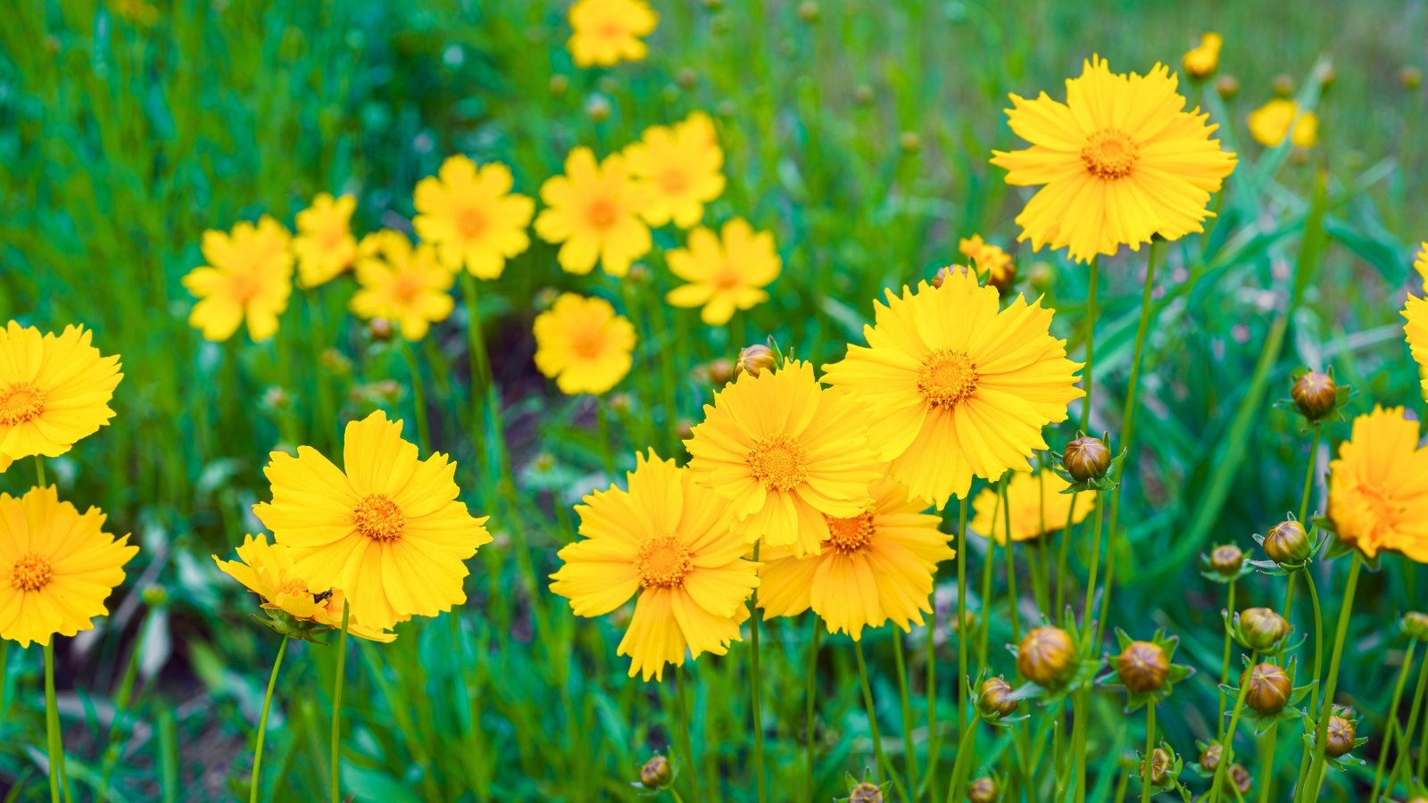 A field is dotted with numerous bright yellow, daisy-like flowers, each with a slightly ruffled appearance and a yellow center, interspersed among green foliage and some developing flower buds.