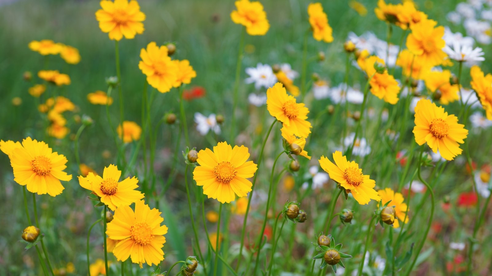 Bright yellow daisy-like flowers with toothed petals sit atop slender stems with airy green foliage.
