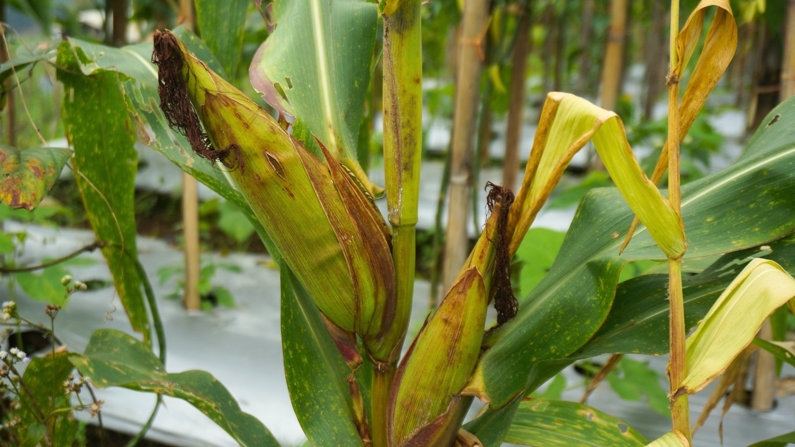 Corn cobs in green husks with brown streaks and drooping black silks hang from tall stems among fading green leaves.
