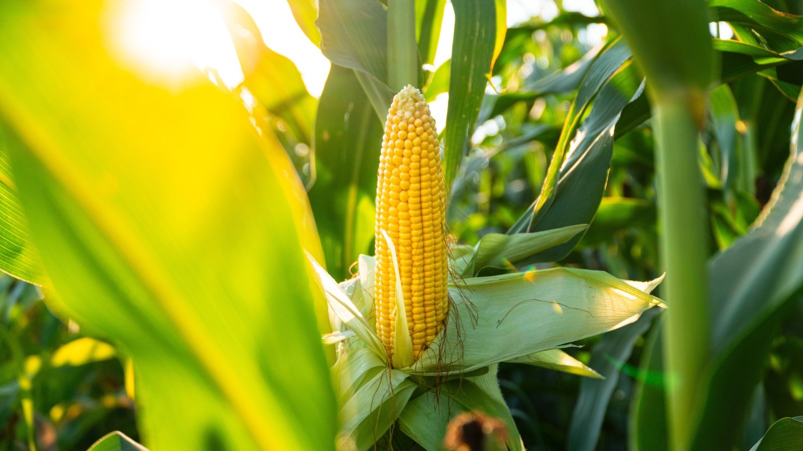 Uncovered corn cob with yellow kernels and green husk partially peeled back in a sunlit cornfield.
