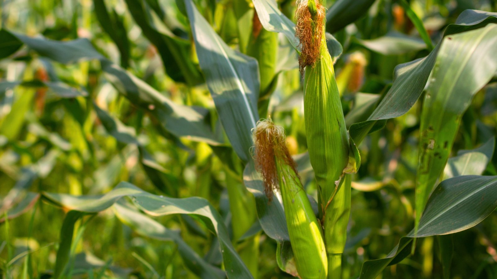 Corn cobs wrapped in green husks grow on upright stems among long green leaves, with dry brown silk protruding from the tops.