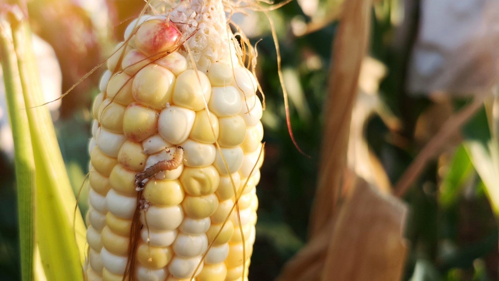 A small pale brown larva with stripes clings to yellow corn kernels.