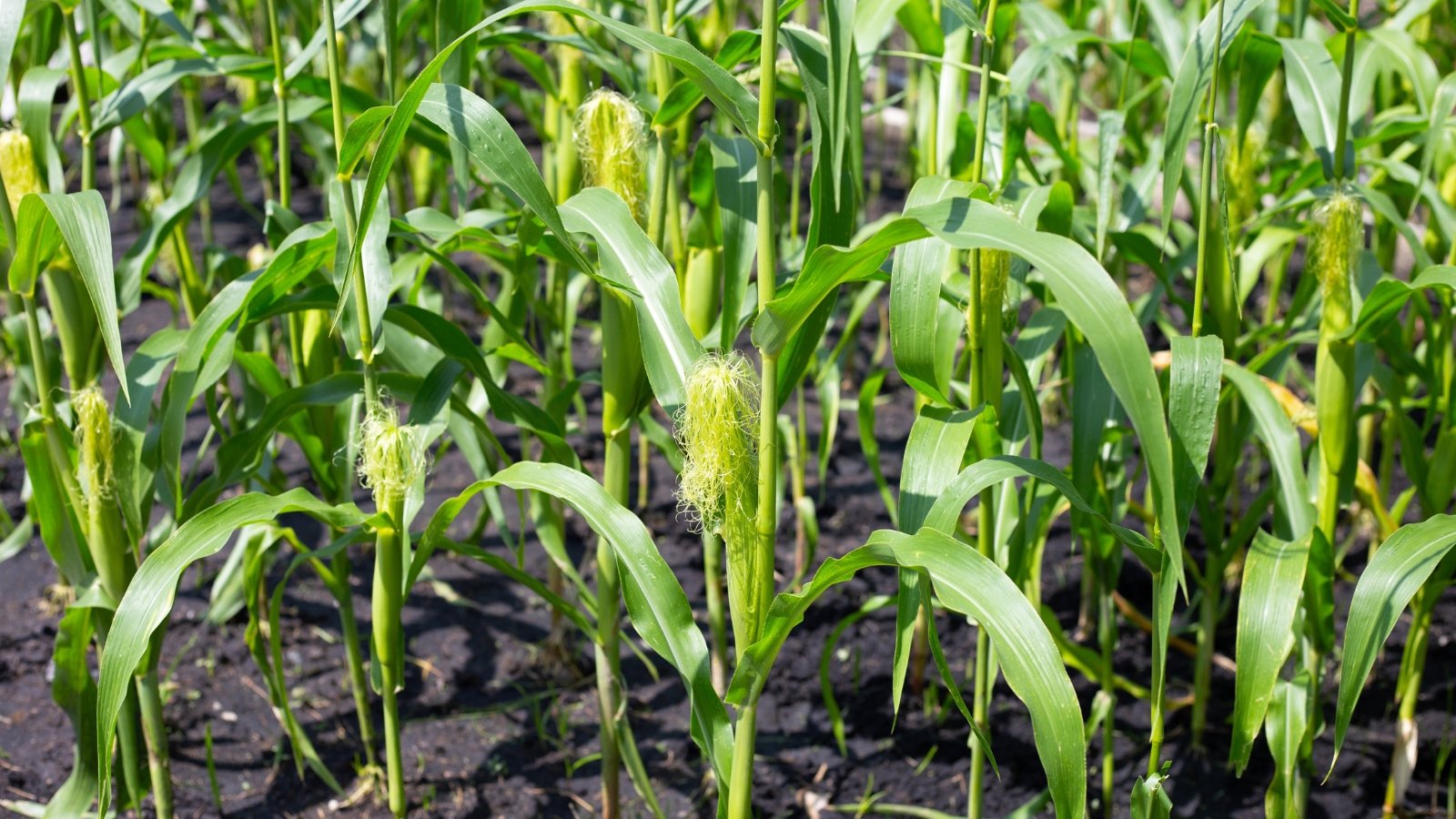 Tall green corn plants grow in a garden bed with ears wrapped in green husks and pale green silk emerging from the tips.