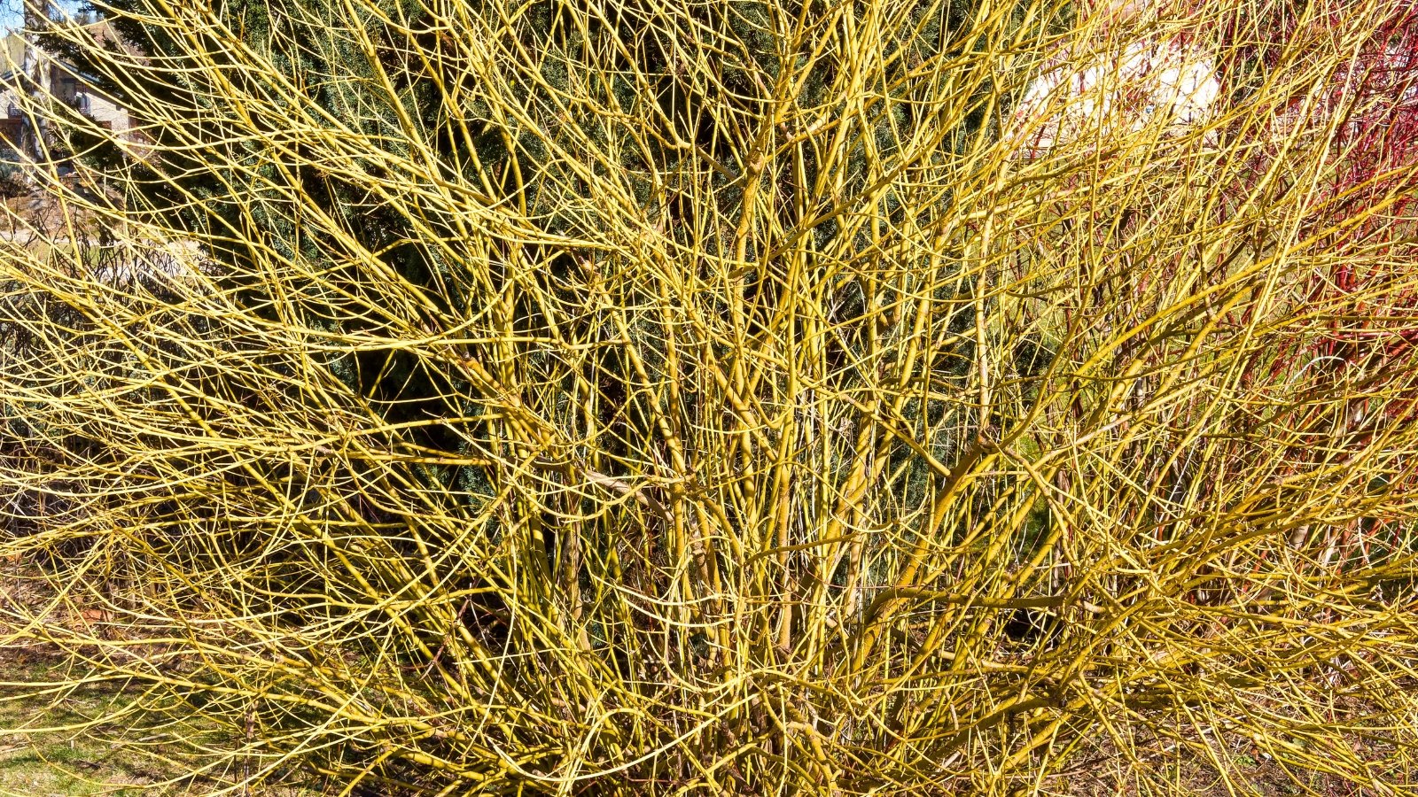 A dense tangle of bright yellow and chartreuse bare branches creates a striking scene.