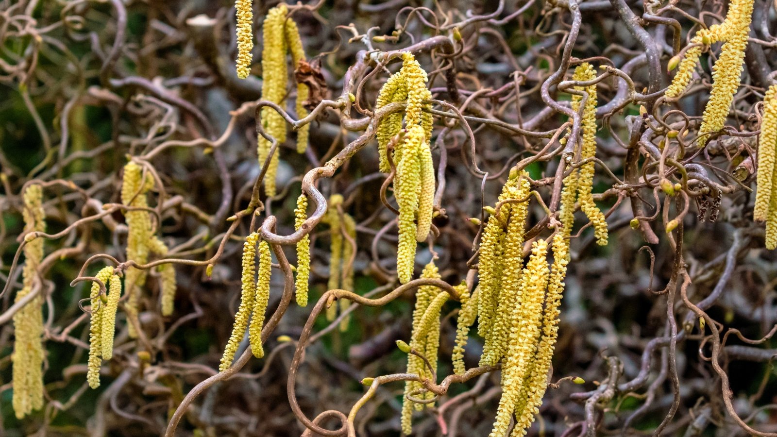 Long, pale yellow catkins hang from twisted, gnarled brown branches.