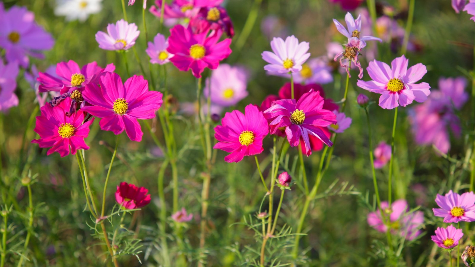 Graceful, feathery foliage supporting airy clusters of soft pink and rich pink daisy-like flowers.