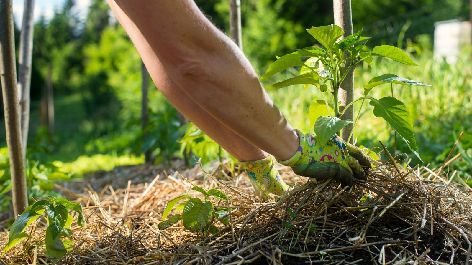 A woman spreads a thin layer of straw mulch over soil surrounding leafy pepper plants growing in a garden bed.