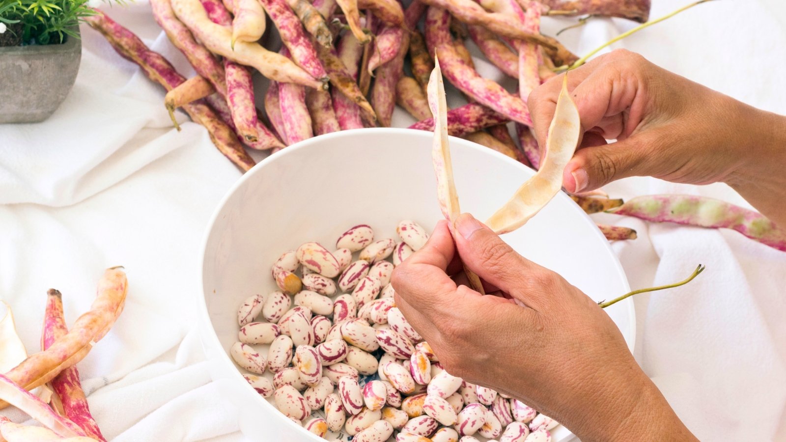 A woman’s hands carefully remove speckled beans from dry, red-streaked cranberry pods into a white bowl.