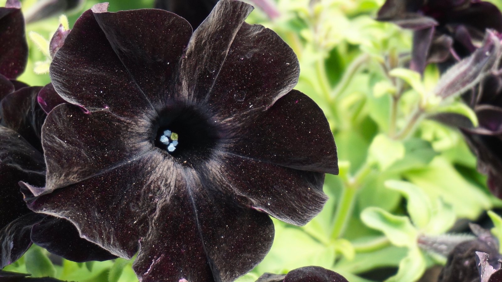 A single, velvety black blossom with a dark throat and tiny pale blue and yellow centers, nestled among light green and purple-veined leaves.