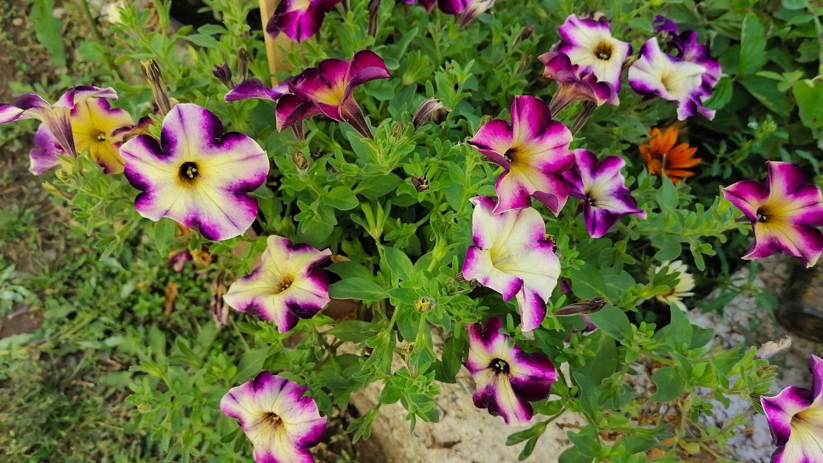 A vibrant yellow, multi-petaled bloom with a dark conical center is surrounded by similar yellow flowers and green foliage, with hints of fuchsia-pink blooms in the background.