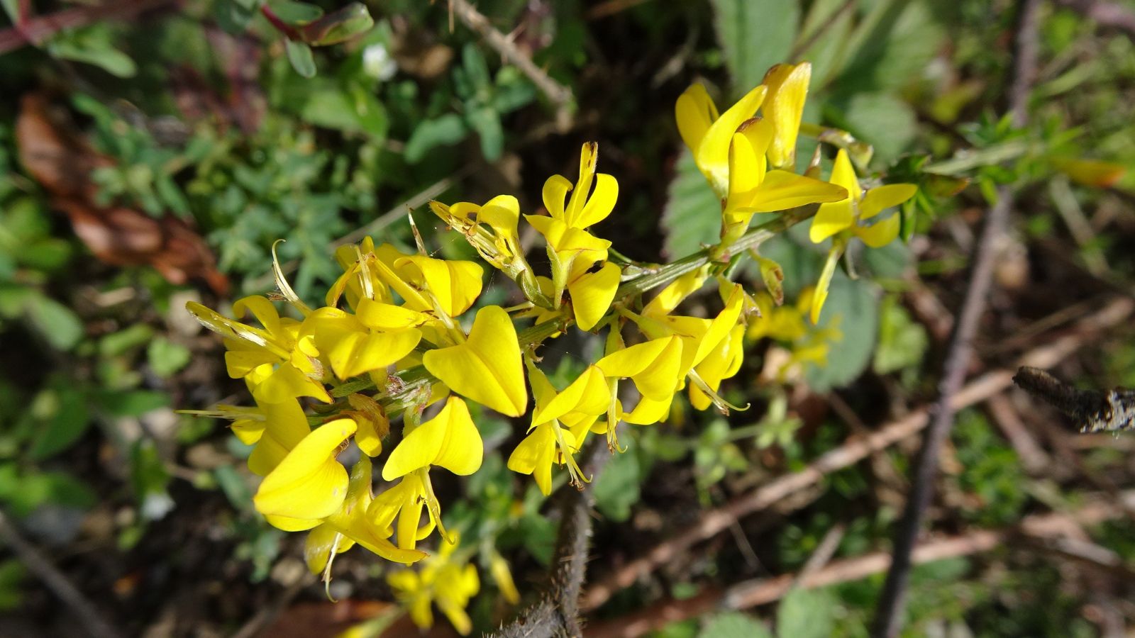 A cluster of yellow blooms of the Creeping Broom plant surrounded by woody stems