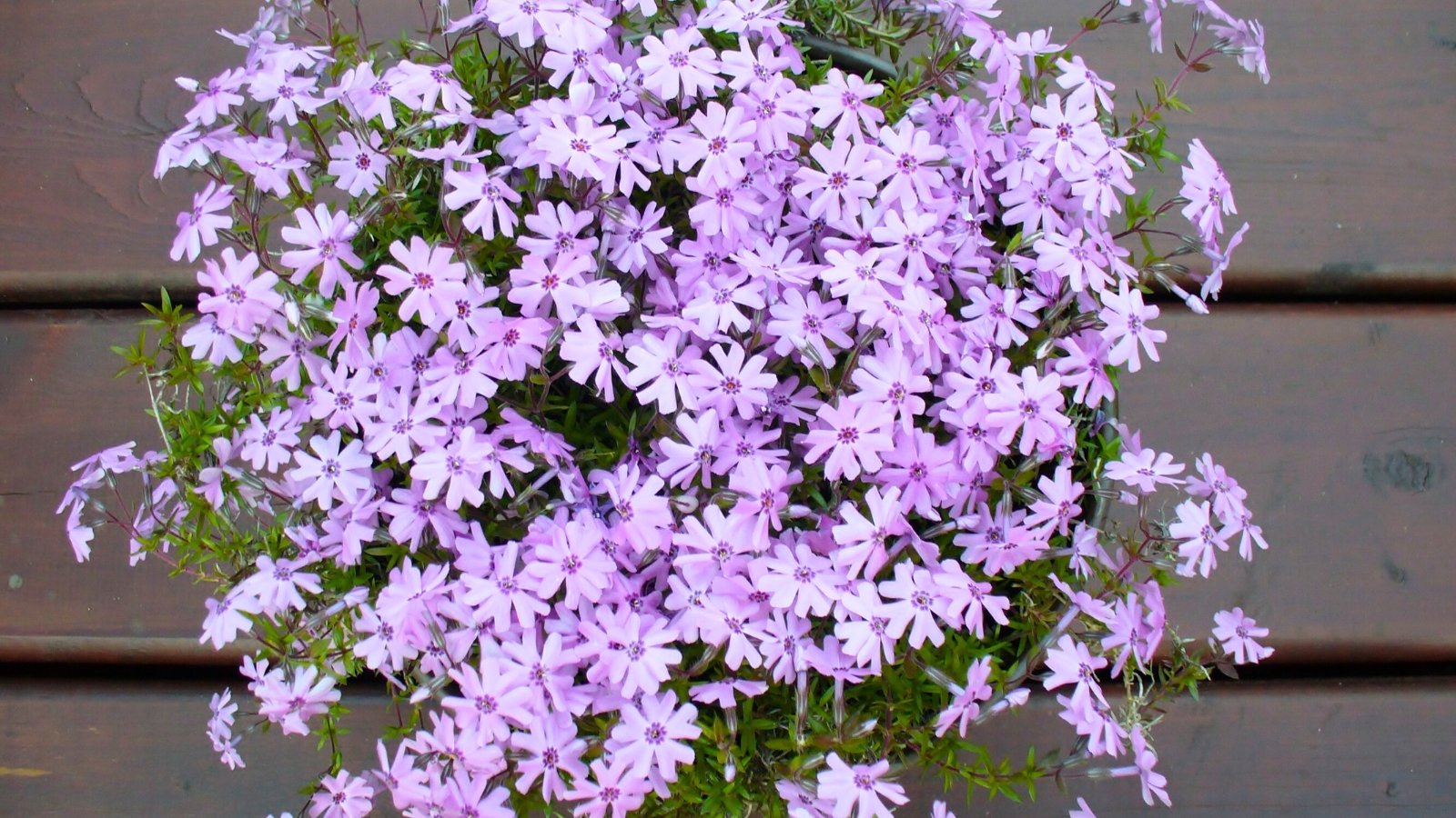 A dense, rounded cluster of small, five-petaled lavender and pale pink flowers with notched petals and dark centers.
