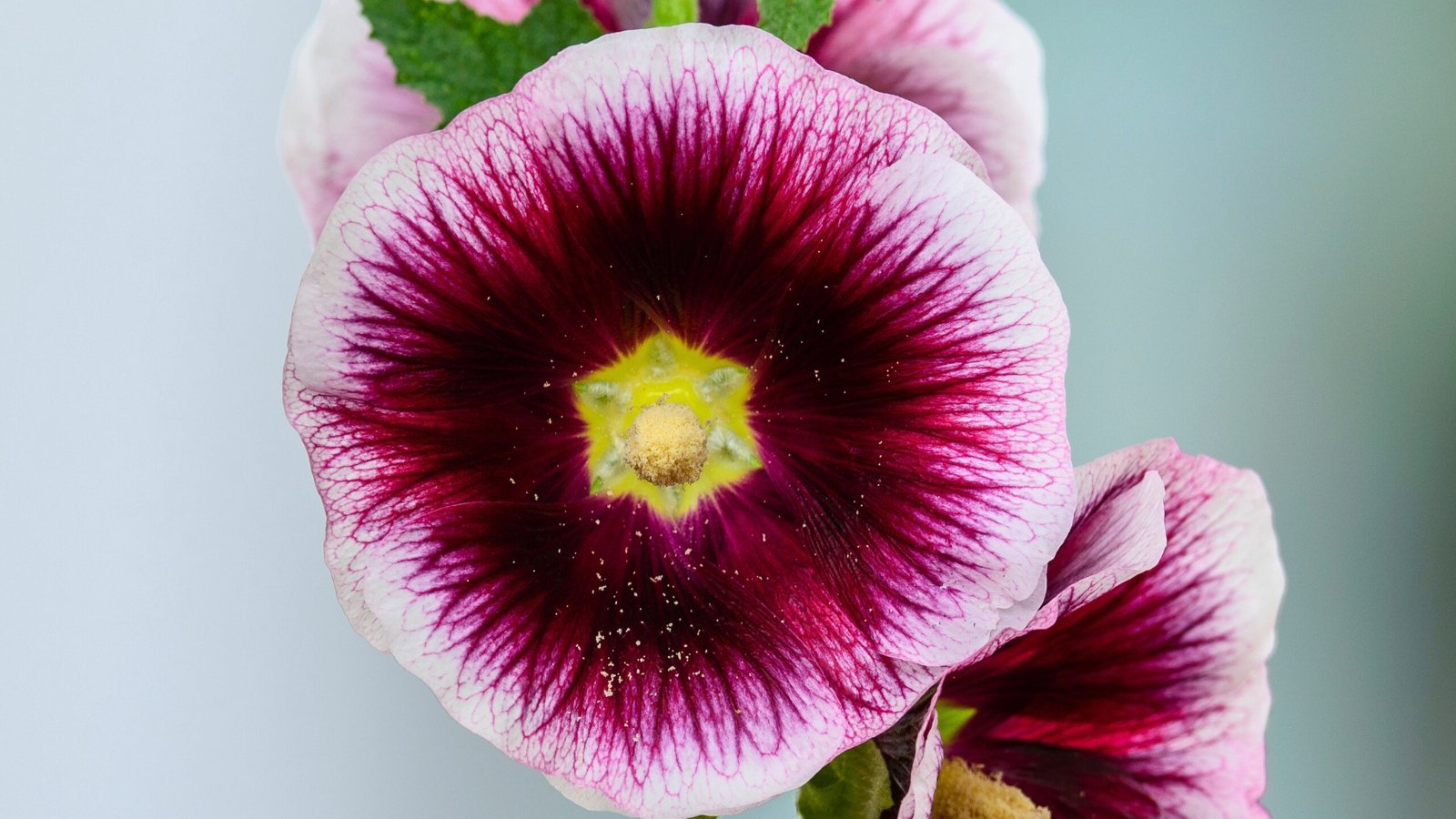 A striking purple flower with white edges and a yellow-green center, detailed with fine veins.