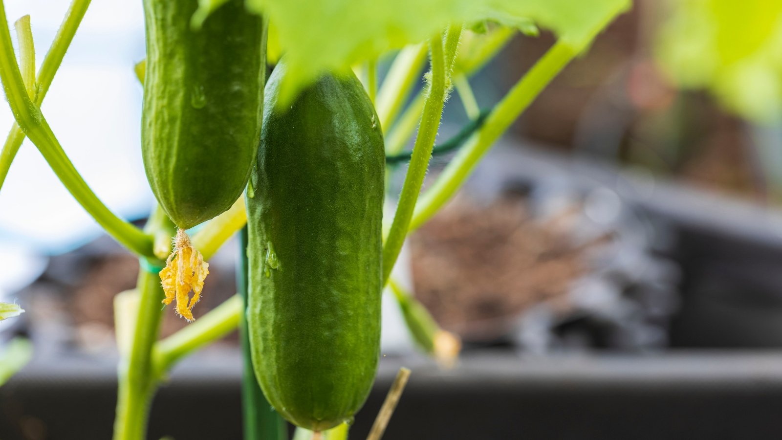 Two small, smooth green cucumbers hang from leafy vines in a pot, nestled among tendrils and textured leaves.

