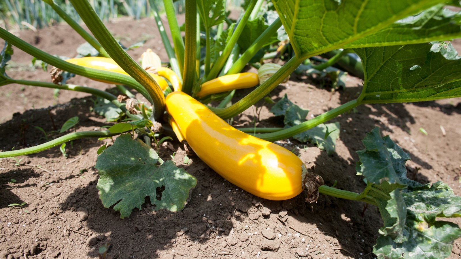 Large, jagged green leaves with silver speckling grow around elongated yellow fruits on a low, bushy plant.