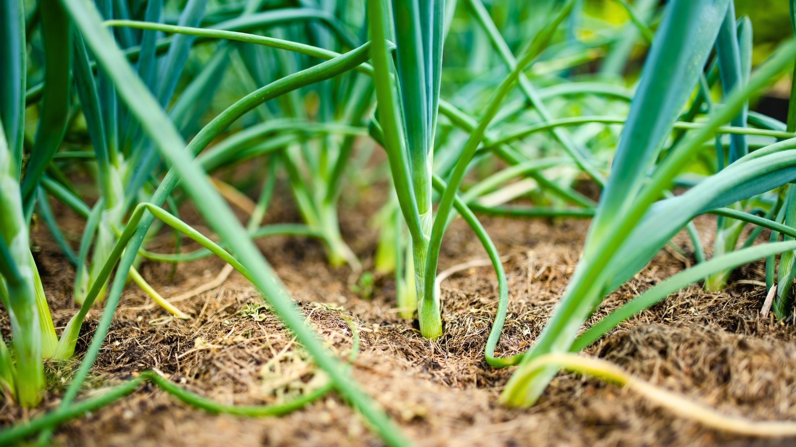 Bright green onion tops stand upright in neatly mulched soil under full sunlight.