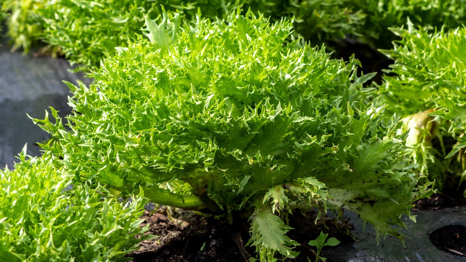 Frilly, deeply serrated green leaves form loose, rounded heads growing close together in the garden bed.
