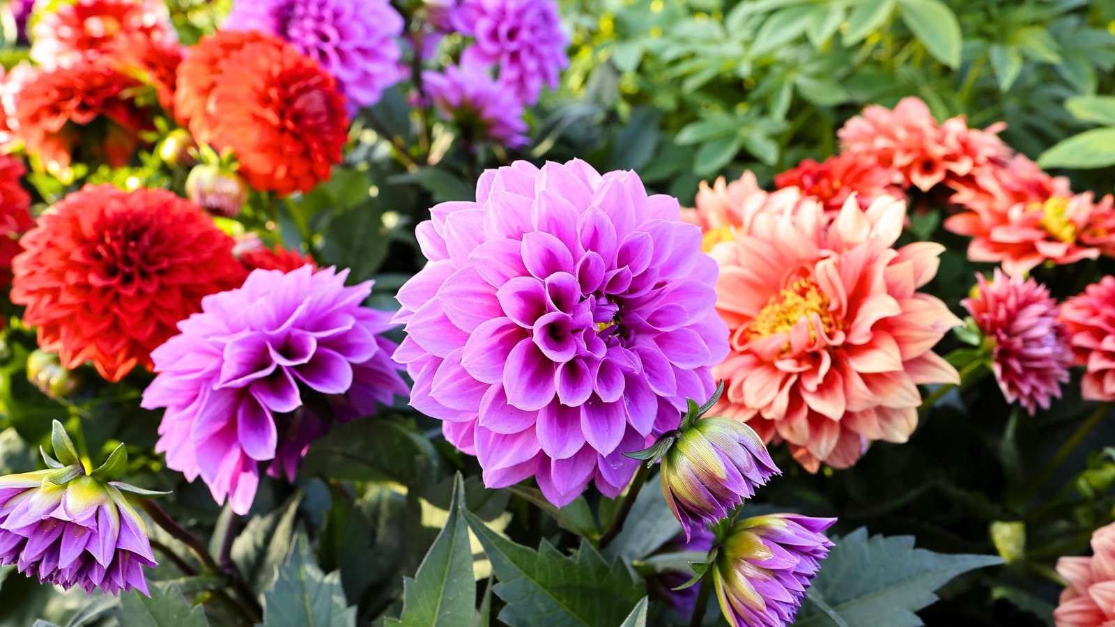 A vibrant close-up of spherical, multi-petaled blossoms in shades of magenta-purple, red, and coral-orange, surrounded by dark green leaves.