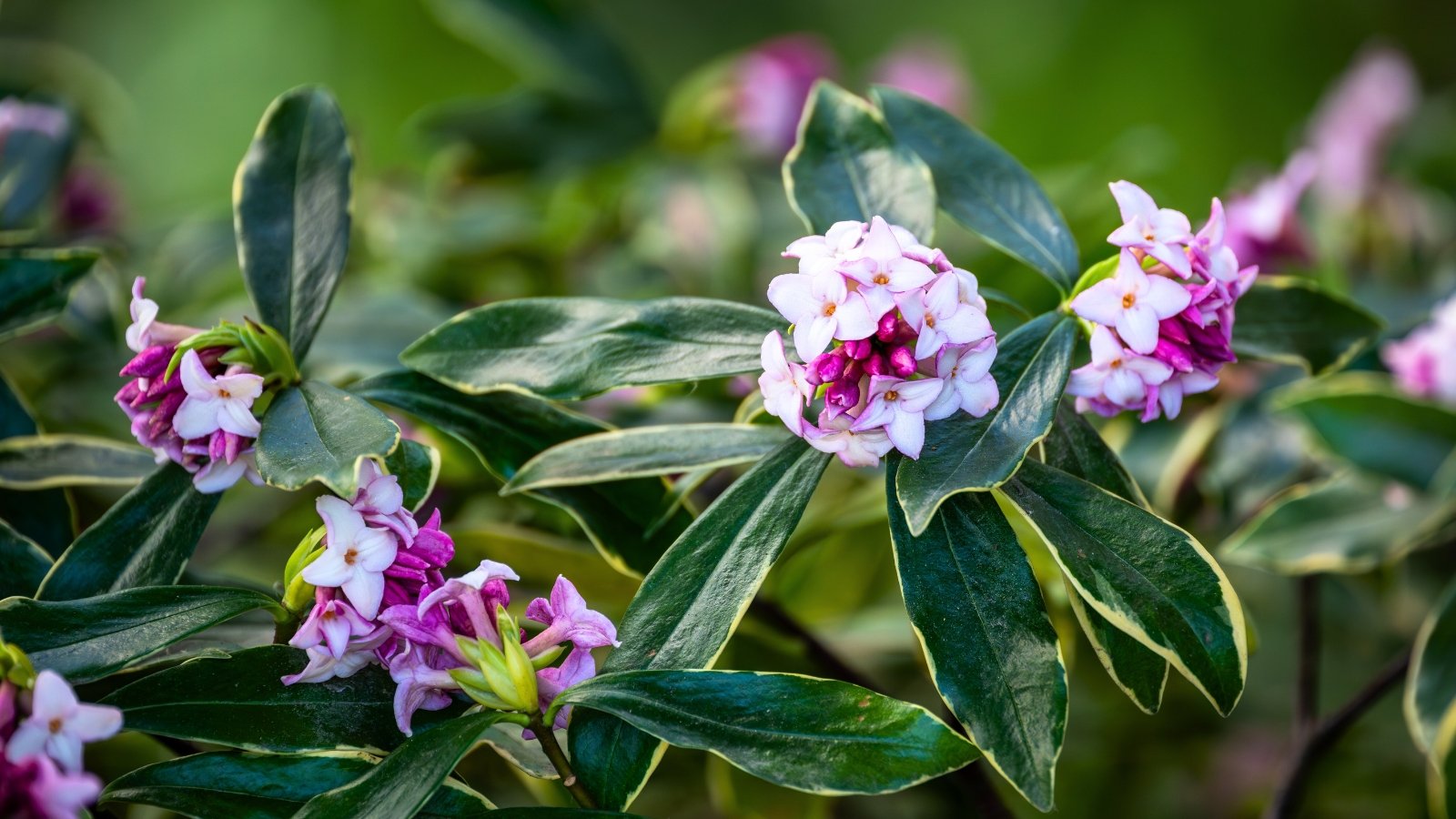 Clusters of fragrant pink and white flowers are nestled among deep green leaves with distinct yellow margins.