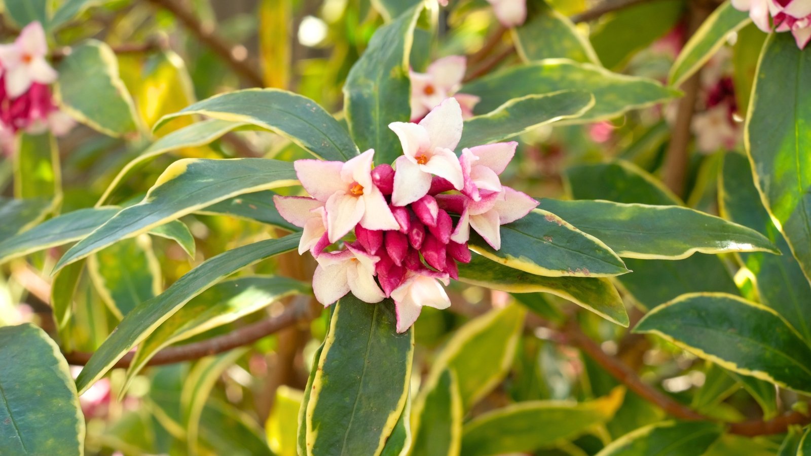 A cluster of white and fuchsia flowers with four petals, surrounded by glossy green leaves with yellow margins.