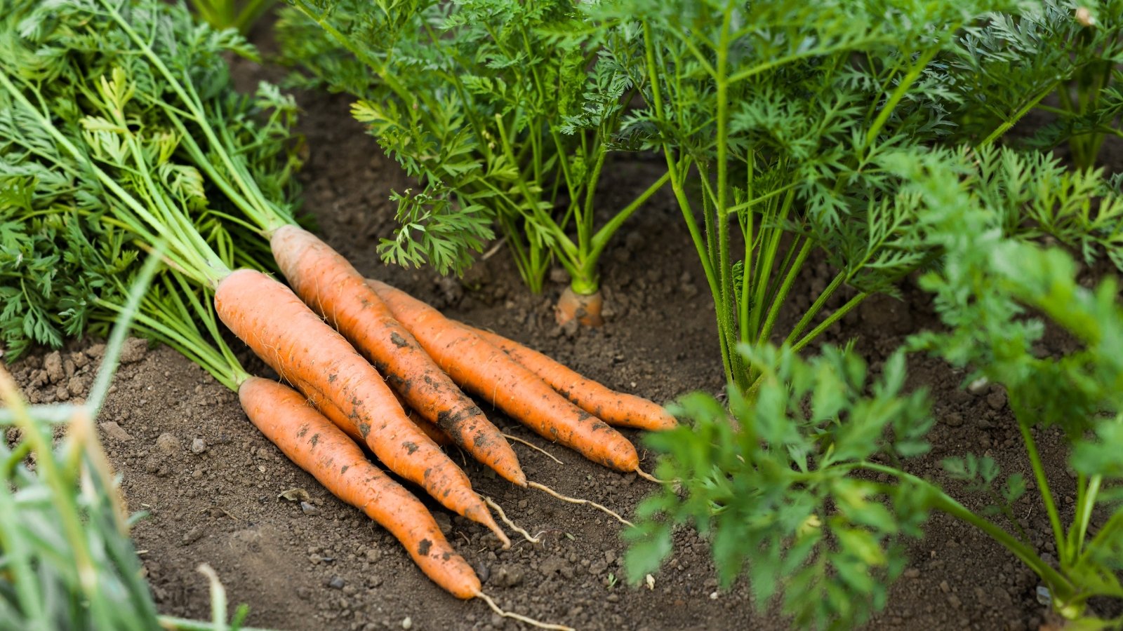 Fine, fern-like foliage with delicate green fronds rises above hidden tapered roots in the soil, next to freshly picked carrots with elongated orange roots.