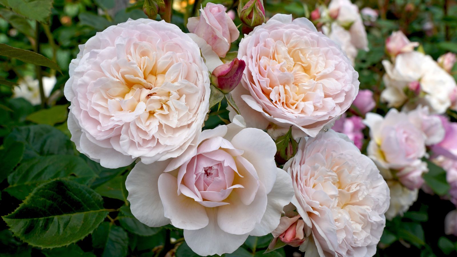 A close-up shot of a composition of delicate pink colored, densely packed flowers of the David Austin variety, growing alongside its green foliage outdoors