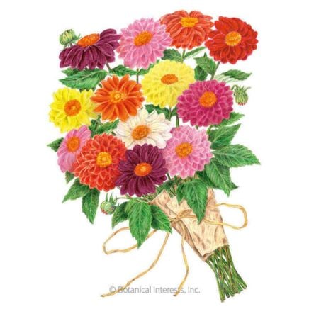 Decorative Double Blend Dahlia