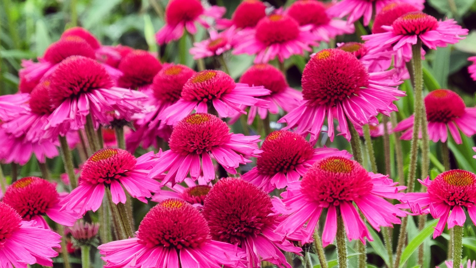 Delicate pink ruffled petals encircle a raised dark pink cone atop medium green stems with lance-shaped, slightly fuzzy leaves.