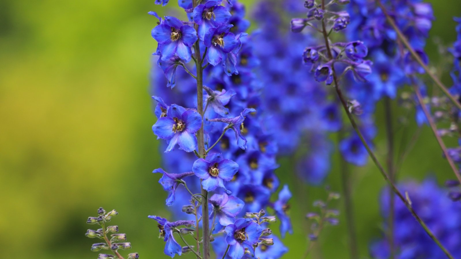 A tall, upright stalk is adorned with several intensely blue flowers, each featuring multiple petals and a distinct central cluster of stamens.