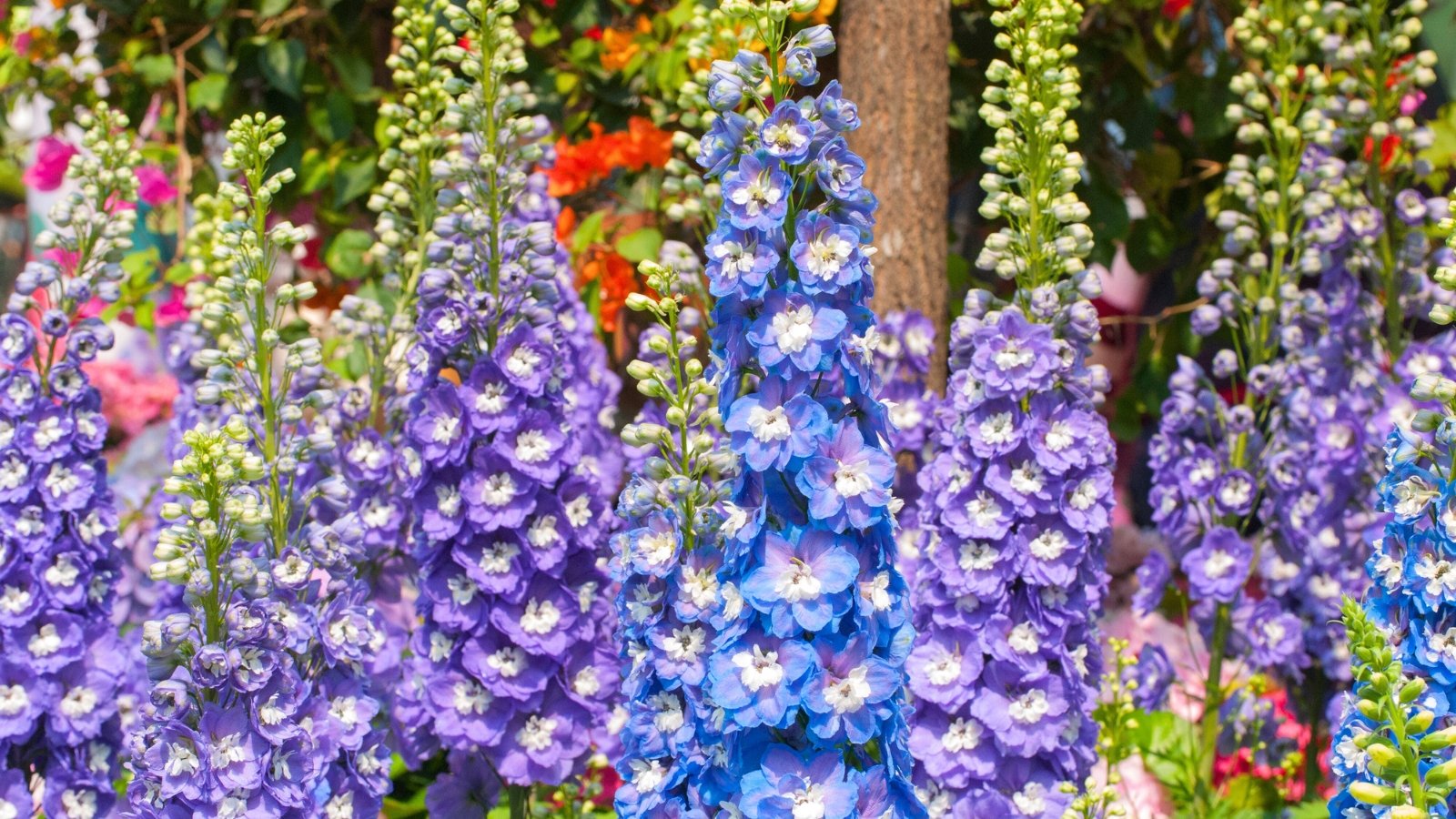 Tall spikes of densely packed blue and purple flowers with white centers grow on thick, green stems.