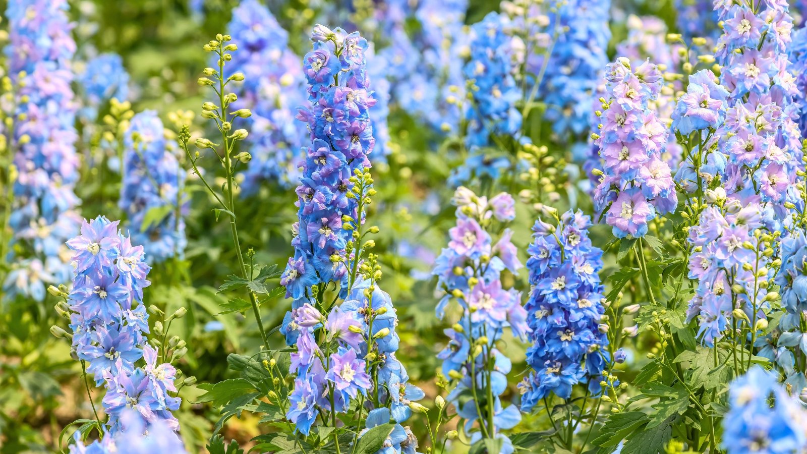 Tall flower spikes covered in densely packed blue-purple blooms rise above deeply lobed green leaves in a garden bed.