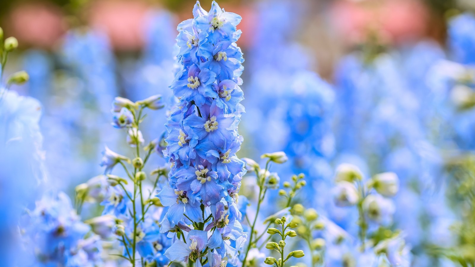 A prominent spire of vibrant sky-blue flowers with creamy yellow centers stands in a softly blurred field of similar blue blooms.