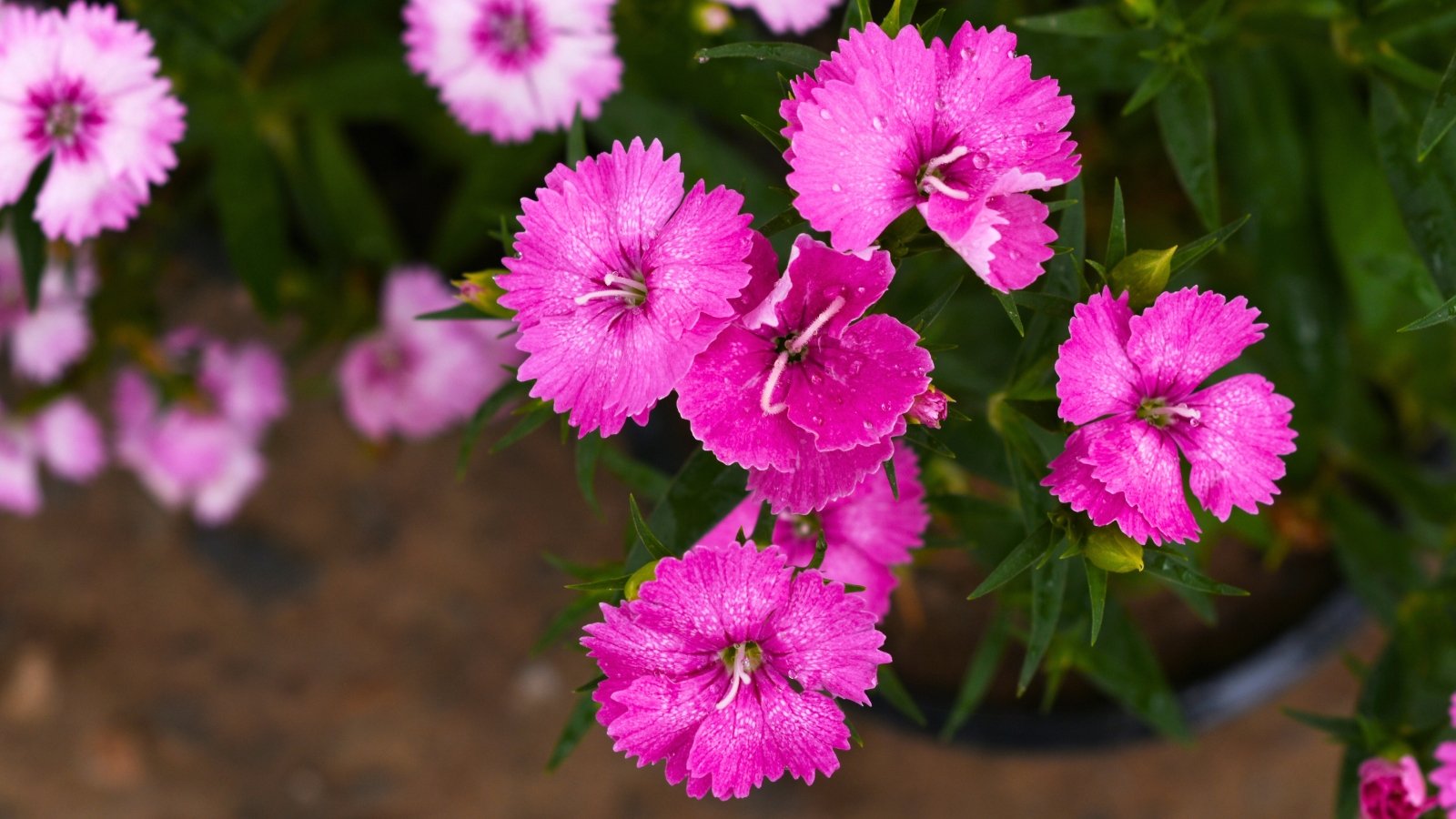 A cluster of small, fringed pink flowers with serrated edges and lighter-colored centers grows on a plant with narrow green leaves.