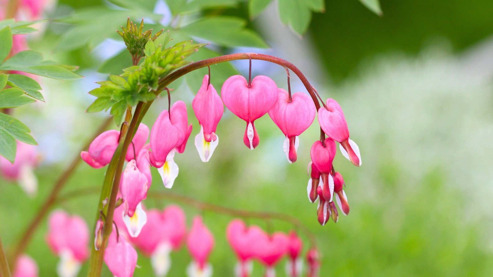 A gracefully arching stem displays vibrant fuchsia-pink heart-shaped blossoms with white tips, alongside unopened buds, against a soft green background.