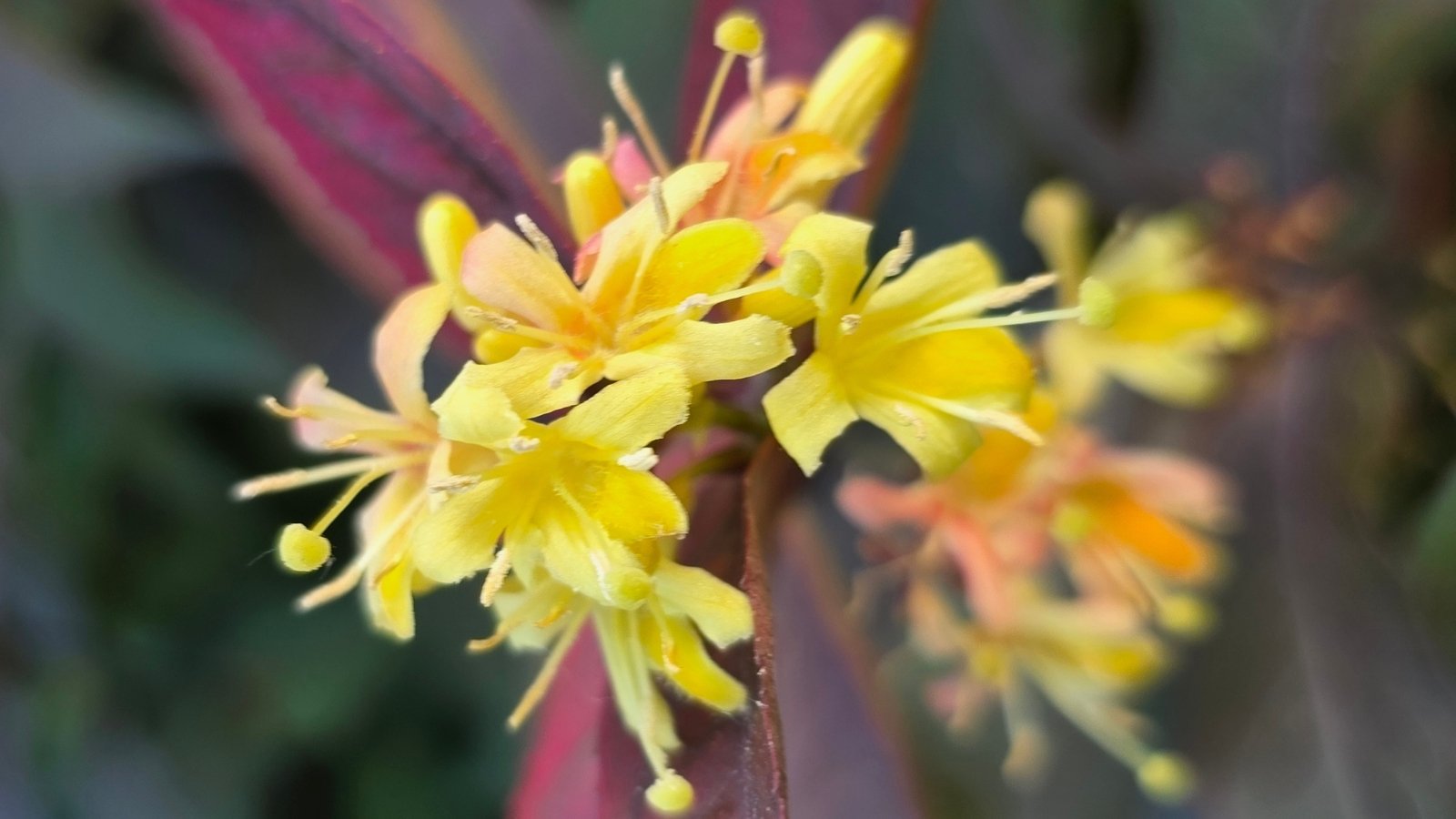 Bright yellow, tubular flowers cluster near pointed green leaves with reddish tips on the blooming shrub.