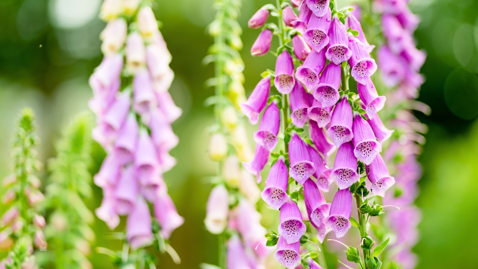 Tall, slender stalks display numerous bell-shaped, downward-facing pink flowers with spotted interiors, alongside lighter-colored blooms.