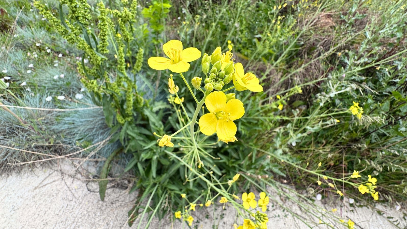 Delicate bright yellow flowers with slender petals atop thin green stems and feathery leaves.
