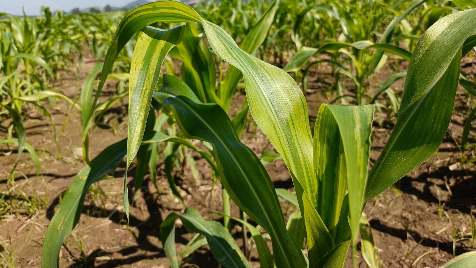 Corn leaves showing irregular yellow and green mottled stripes with distorted growth.