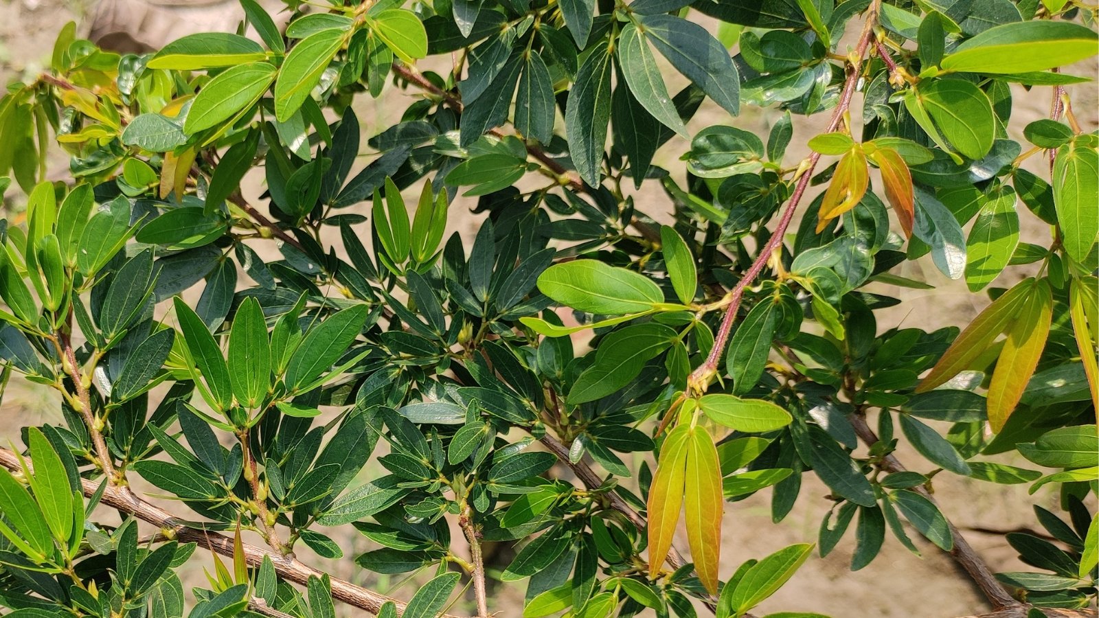 Dense clusters of small, glossy green leaves cover slender branches in a compact, bushy form.