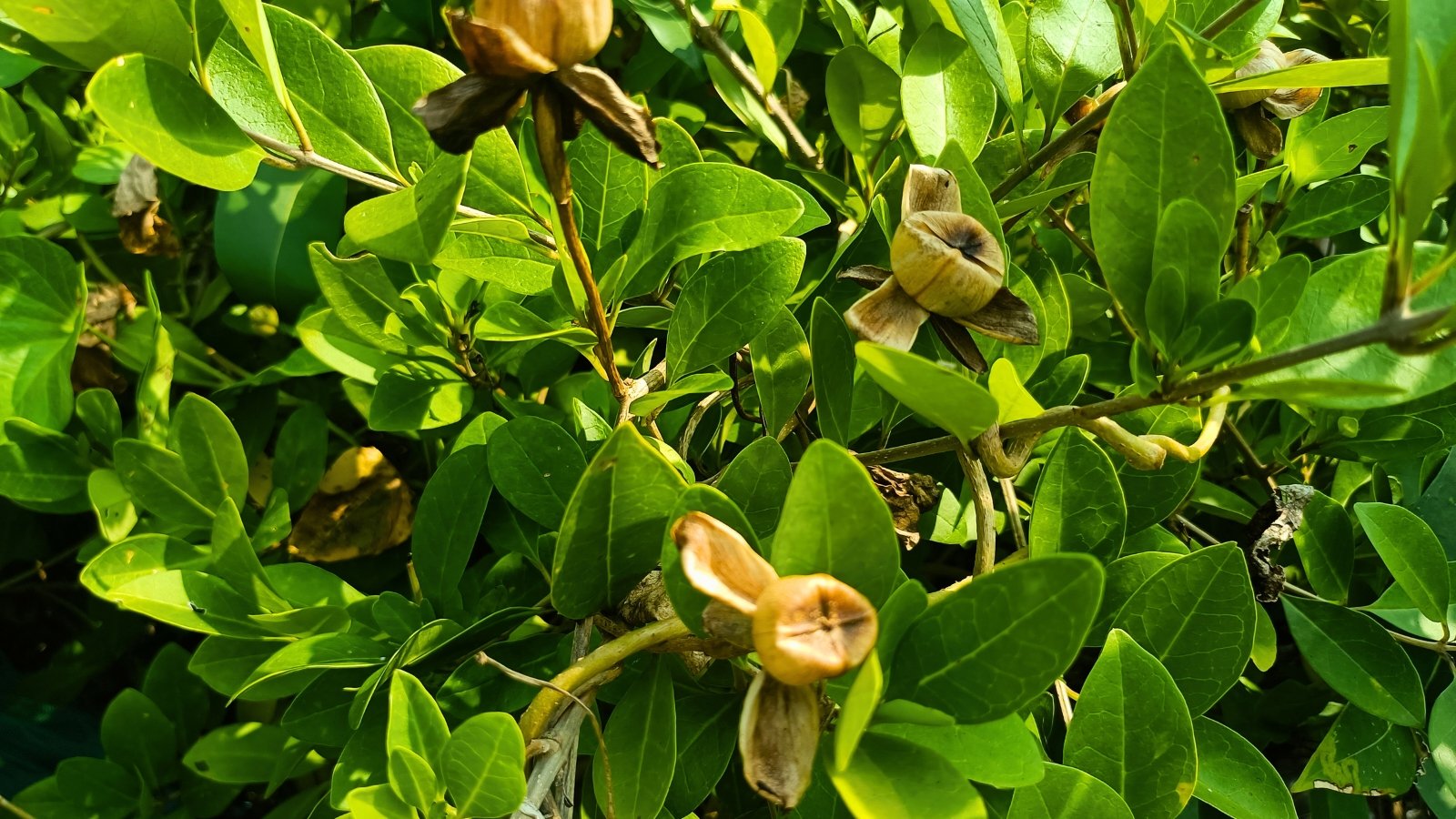 Glossy green oval leaves surround several star-shaped, brown, dried seed pods on a leafy plant.